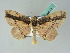  ( - BC ZSM Lep 53678)  @14 [ ] CreativeCommons - Attribution Non-Commercial Share-Alike (2011) Axel Hausmann/Bavarian State Collection of Zoology (ZSM) SNSB, Zoologische Staatssammlung Muenchen