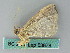  ( - BC ZSM Lep 53678)  @13 [ ] CreativeCommons - Attribution Non-Commercial Share-Alike (2011) Axel Hausmann/Bavarian State Collection of Zoology (ZSM) SNSB, Zoologische Staatssammlung Muenchen
