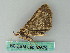  ( - BC ZSM Lep 53679)  @12 [ ] CreativeCommons - Attribution Non-Commercial Share-Alike (2011) Axel Hausmann/Bavarian State Collection of Zoology (ZSM) SNSB, Zoologische Staatssammlung Muenchen