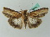  ( - BC ZSM Lep 53686)  @14 [ ] CreativeCommons - Attribution Non-Commercial Share-Alike (2011) Axel Hausmann/Bavarian State Collection of Zoology (ZSM) SNSB, Zoologische Staatssammlung Muenchen
