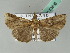  ( - BC ZSM Lep 53688)  @14 [ ] CreativeCommons - Attribution Non-Commercial Share-Alike (2011) Axel Hausmann/Bavarian State Collection of Zoology (ZSM) SNSB, Zoologische Staatssammlung Muenchen