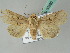  (Mythimna yu - BC ZSM Lep 53690)  @15 [ ] CreativeCommons - Attribution Non-Commercial Share-Alike (2011) Axel Hausmann/Bavarian State Collection of Zoology (ZSM) SNSB, Zoologische Staatssammlung Muenchen