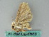  ( - BC ZSM Lep 53690)  @13 [ ] CreativeCommons - Attribution Non-Commercial Share-Alike (2011) Axel Hausmann/Bavarian State Collection of Zoology (ZSM) SNSB, Zoologische Staatssammlung Muenchen