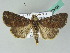  ( - BC ZSM Lep 53694)  @13 [ ] CreativeCommons - Attribution Non-Commercial Share-Alike (2011) Axel Hausmann/Bavarian State Collection of Zoology (ZSM) SNSB, Zoologische Staatssammlung Muenchen