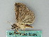  ( - BC ZSM Lep 53695)  @12 [ ] CreativeCommons - Attribution Non-Commercial Share-Alike (2011) Axel Hausmann/Bavarian State Collection of Zoology (ZSM) SNSB, Zoologische Staatssammlung Muenchen