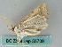  ( - BC ZSM Lep 53700)  @12 [ ] CreativeCommons - Attribution Non-Commercial Share-Alike (2011) Axel Hausmann/Bavarian State Collection of Zoology (ZSM) SNSB, Zoologische Staatssammlung Muenchen