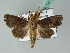  ( - BC ZSM Lep 53702)  @14 [ ] CreativeCommons - Attribution Non-Commercial Share-Alike (2011) Axel Hausmann/Bavarian State Collection of Zoology (ZSM) SNSB, Zoologische Staatssammlung Muenchen