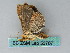  ( - BC ZSM Lep 53707)  @12 [ ] CreativeCommons - Attribution Non-Commercial Share-Alike (2011) Axel Hausmann/Bavarian State Collection of Zoology (ZSM) SNSB, Zoologische Staatssammlung Muenchen