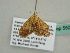  ( - BC ZSM Lep 55063)  @11 [ ] CreativeCommons - Attribution Non-Commercial Share-Alike (2011) Axel Hausmann/Bavarian State Collection of Zoology (ZSM) SNSB, Zoologische Staatssammlung Muenchen