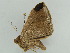  ( - BC ZSM Lep 55144)  @12 [ ] CreativeCommons - Attribution Non-Commercial Share-Alike (2011) Axel Hausmann/Bavarian State Collection of Zoology (ZSM) SNSB, Zoologische Staatssammlung Muenchen