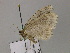  ( - BC ZSM Lep 55546)  @12 [ ] CreativeCommons - Attribution Non-Commercial Share-Alike (2011) Axel Hausmann/Bavarian State Collection of Zoology (ZSM) SNSB, Zoologische Staatssammlung Muenchen