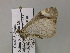  ( - BC ZSM Lep 55547)  @12 [ ] CreativeCommons - Attribution Non-Commercial Share-Alike (2011) Axel Hausmann/Bavarian State Collection of Zoology (ZSM) SNSB, Zoologische Staatssammlung Muenchen