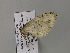  (Trichopterigia AH03Ch - BC ZSM Lep 55565)  @12 [ ] CreativeCommons - Attribution Non-Commercial Share-Alike (2011) Axel Hausmann/Bavarian State Collection of Zoology (ZSM) SNSB, Zoologische Staatssammlung Muenchen