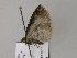  ( - BC ZSM Lep 55587)  @12 [ ] CreativeCommons - Attribution Non-Commercial Share-Alike (2011) Axel Hausmann/Bavarian State Collection of Zoology (ZSM) SNSB, Zoologische Staatssammlung Muenchen
