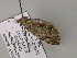  ( - BC ZSM Lep 55588)  @12 [ ] CreativeCommons - Attribution Non-Commercial Share-Alike (2011) Axel Hausmann/Bavarian State Collection of Zoology (ZSM) SNSB, Zoologische Staatssammlung Muenchen