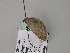  (Eupithecia AH01Ch - BC ZSM Lep 55589)  @12 [ ] CreativeCommons - Attribution Non-Commercial Share-Alike (2011) Axel Hausmann/Bavarian State Collection of Zoology (ZSM) SNSB, Zoologische Staatssammlung Muenchen