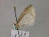  ( - BC ZSM Lep 55597)  @12 [ ] CreativeCommons - Attribution Non-Commercial Share-Alike (2011) Axel Hausmann/Bavarian State Collection of Zoology (ZSM) SNSB, Zoologische Staatssammlung Muenchen