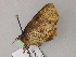  ( - BC ZSM Lep 55608)  @12 [ ] CreativeCommons - Attribution Non-Commercial Share-Alike (2011) Axel Hausmann/Bavarian State Collection of Zoology (ZSM) SNSB, Zoologische Staatssammlung Muenchen