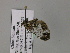  ( - BC ZSM Lep 55612)  @12 [ ] CreativeCommons - Attribution Non-Commercial Share-Alike (2011) Axel Hausmann/Bavarian State Collection of Zoology (ZSM) SNSB, Zoologische Staatssammlung Muenchen