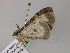  ( - BC ZSM Lep 55615)  @12 [ ] CreativeCommons - Attribution Non-Commercial Share-Alike (2011) Axel Hausmann/Bavarian State Collection of Zoology (ZSM) SNSB, Zoologische Staatssammlung Muenchen