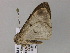  ( - BC ZSM Lep 55617)  @12 [ ] CreativeCommons - Attribution Non-Commercial Share-Alike (2011) Axel Hausmann/Bavarian State Collection of Zoology (ZSM) SNSB, Zoologische Staatssammlung Muenchen