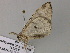  ( - BC ZSM Lep 55623)  @12 [ ] CreativeCommons - Attribution Non-Commercial Share-Alike (2011) Axel Hausmann/Bavarian State Collection of Zoology (ZSM) SNSB, Zoologische Staatssammlung Muenchen