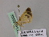  ( - BC ZSM Lep 55626)  @12 [ ] CreativeCommons - Attribution Non-Commercial Share-Alike (2011) Axel Hausmann/Bavarian State Collection of Zoology (ZSM) SNSB, Zoologische Staatssammlung Muenchen