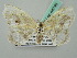  ( - BC ZSM Lep 44746)  @11 [ ] CreativeCommons - Attribution Non-Commercial Share-Alike (2011) Axel Hausmann/Bavarian State Collection of Zoology (ZSM) SNSB, Zoologische Staatssammlung Muenchen
