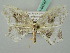 ( - BC ZSM Lep 44747)  @11 [ ] CreativeCommons - Attribution Non-Commercial Share-Alike (2011) Axel Hausmann/Bavarian State Collection of Zoology (ZSM) SNSB, Zoologische Staatssammlung Muenchen