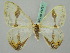  ( - BC ZSM Lep 44761)  @12 [ ] CreativeCommons - Attribution Non-Commercial Share-Alike (2011) Axel Hausmann/Bavarian State Collection of Zoology (ZSM) SNSB, Zoologische Staatssammlung Muenchen