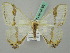  ( - BC ZSM Lep 44762)  @11 [ ] CreativeCommons - Attribution Non-Commercial Share-Alike (2011) Axel Hausmann/Bavarian State Collection of Zoology (ZSM) SNSB, Zoologische Staatssammlung Muenchen