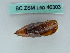  ( - BC ZSM Lep 46303)  @12 [ ] CreativeCommons - Attribution Non-Commercial Share-Alike (2011) Axel Hausmann/Bavarian State Collection of Zoology (ZSM) SNSB, Zoologische Staatssammlung Muenchen