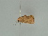  ( - BC ZSM Lep 51928)  @12 [ ] CreativeCommons - Attribution Non-Commercial Share-Alike (2011) Axel Hausmann/Bavarian State Collection of Zoology (ZSM) SNSB, Zoologische Staatssammlung Muenchen
