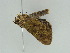  ( - BC ZSM Lep 51947)  @13 [ ] CreativeCommons - Attribution Non-Commercial Share-Alike (2011) Axel Hausmann/Bavarian State Collection of Zoology (ZSM) SNSB, Zoologische Staatssammlung Muenchen
