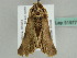  ( - BC ZSM Lep 51977)  @13 [ ] CreativeCommons - Attribution Non-Commercial Share-Alike (2011) Axel Hausmann/Bavarian State Collection of Zoology (ZSM) SNSB, Zoologische Staatssammlung Muenchen
