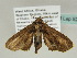  (Anigraea siccata - BC ZSM Lep 52003)  @13 [ ] CreativeCommons - Attribution Non-Commercial Share-Alike (2011) Axel Hausmann/Bavarian State Collection of Zoology (ZSM) SNSB, Zoologische Staatssammlung Muenchen