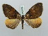  ( - BC ZSM Lep 52209)  @11 [ ] CreativeCommons - Attribution Non-Commercial Share-Alike (2011) Axel Hausmann/Bavarian State Collection of Zoology (ZSM) SNSB, Zoologische Staatssammlung Muenchen