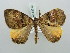  ( - BC ZSM Lep 52210)  @11 [ ] CreativeCommons - Attribution Non-Commercial Share-Alike (2011) Axel Hausmann/Bavarian State Collection of Zoology (ZSM) SNSB, Zoologische Staatssammlung Muenchen