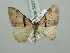  (Xanthorhoe mediofascia - BC ZSM Lep 52213)  @11 [ ] CreativeCommons - Attribution Non-Commercial Share-Alike (2011) Axel Hausmann/Bavarian State Collection of Zoology (ZSM) SNSB, Zoologische Staatssammlung Muenchen