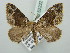  ( - BC ZSM Lep 52222)  @14 [ ] CreativeCommons - Attribution Non-Commercial Share-Alike (2011) Axel Hausmann/Bavarian State Collection of Zoology (ZSM) SNSB, Zoologische Staatssammlung Muenchen