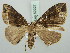  (Ecliptopera umbrosaria - BC ZSM Lep 52227)  @13 [ ] CreativeCommons - Attribution Non-Commercial Share-Alike (2011) Axel Hausmann/Bavarian State Collection of Zoology (ZSM) SNSB, Zoologische Staatssammlung Muenchen