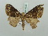  ( - BC ZSM Lep 52228)  @13 [ ] CreativeCommons - Attribution Non-Commercial Share-Alike (2011) Axel Hausmann/Bavarian State Collection of Zoology (ZSM) SNSB, Zoologische Staatssammlung Muenchen