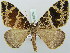  (Sibatania arizana - BC ZSM Lep 52230)  @13 [ ] CreativeCommons - Attribution Non-Commercial Share-Alike (2011) Axel Hausmann/Bavarian State Collection of Zoology (ZSM) SNSB, Zoologische Staatssammlung Muenchen