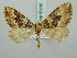  ( - BC ZSM Lep 52232)  @12 [ ] CreativeCommons - Attribution Non-Commercial Share-Alike (2011) Axel Hausmann/Bavarian State Collection of Zoology (ZSM) SNSB, Zoologische Staatssammlung Muenchen