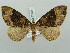  (Ecliptopera muscicolor - BC ZSM Lep 52234)  @13 [ ] CreativeCommons - Attribution Non-Commercial Share-Alike (2011) Axel Hausmann/Bavarian State Collection of Zoology (ZSM) SNSB, Zoologische Staatssammlung Muenchen