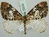  (Dysstroma calamistrata - BC ZSM Lep 52235)  @15 [ ] CreativeCommons - Attribution Non-Commercial Share-Alike (2011) Axel Hausmann/Bavarian State Collection of Zoology (ZSM) SNSB, Zoologische Staatssammlung Muenchen
