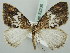  ( - BC ZSM Lep 52236)  @14 [ ] CreativeCommons - Attribution Non-Commercial Share-Alike (2011) Axel Hausmann/Bavarian State Collection of Zoology (ZSM) SNSB, Zoologische Staatssammlung Muenchen