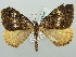  (Trichoplites - BC ZSM Lep 52245)  @14 [ ] CreativeCommons - Attribution Non-Commercial Share-Alike (2011) Axel Hausmann/Bavarian State Collection of Zoology (ZSM) SNSB, Zoologische Staatssammlung Muenchen