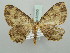  (Horisme macularia - BC ZSM Lep 52250)  @11 [ ] CreativeCommons - Attribution Non-Commercial Share-Alike (2011) Axel Hausmann/Bavarian State Collection of Zoology (ZSM) SNSB, Zoologische Staatssammlung Muenchen