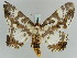  ( - BC ZSM Lep 52255)  @14 [ ] CreativeCommons - Attribution Non-Commercial Share-Alike (2011) Axel Hausmann/Bavarian State Collection of Zoology (ZSM) SNSB, Zoologische Staatssammlung Muenchen
